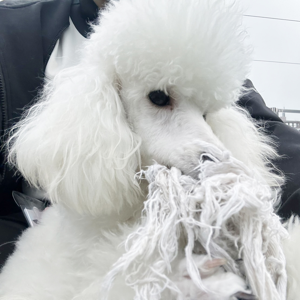 ☆生徒が撮影したモデル犬☆②